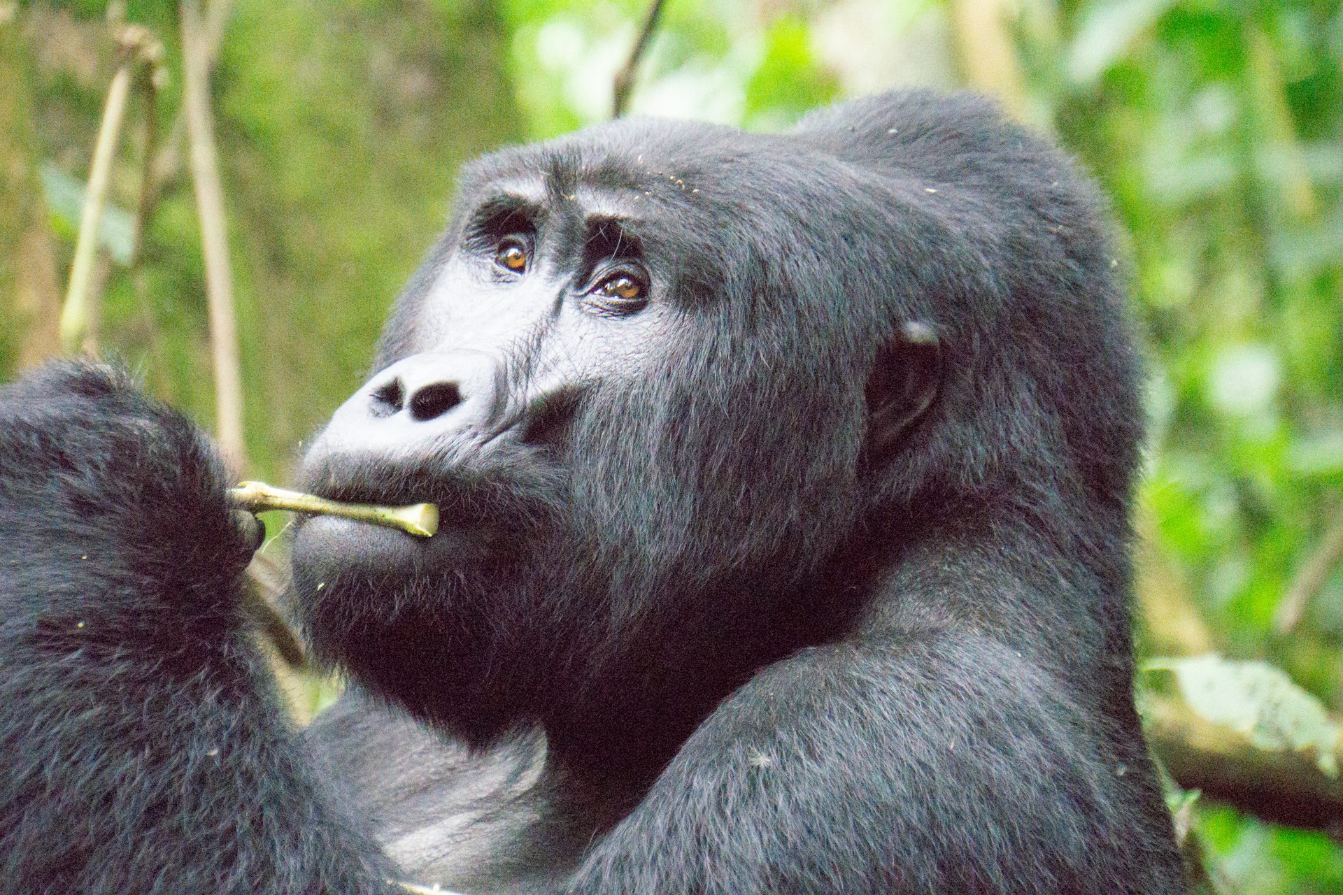 black gorilla during an uganda gorilla safari